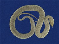 藏品(白腹游蛇)的圖片